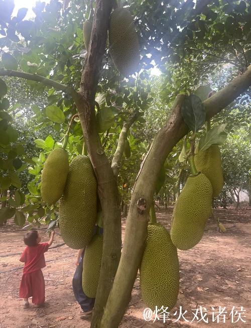 畅享菠萝蜜在线视频的无限精彩体验