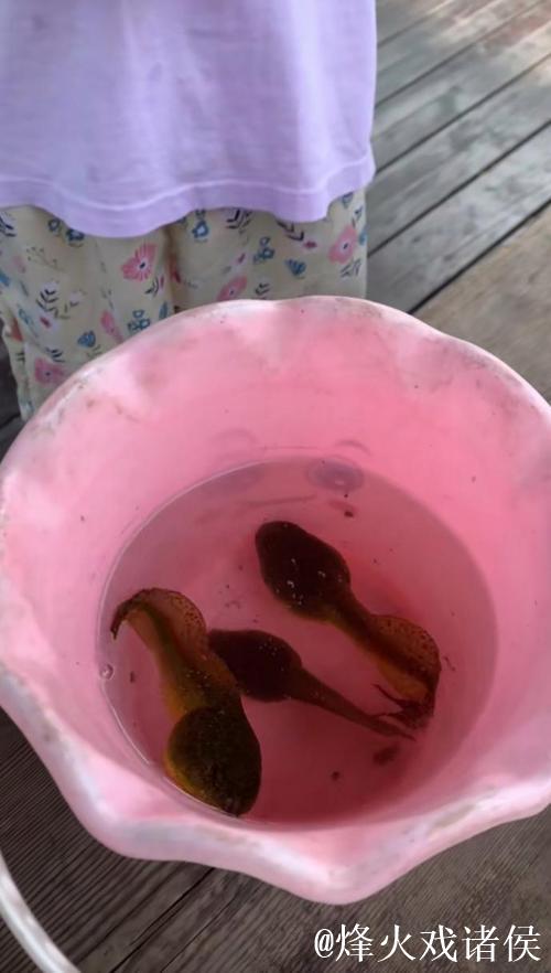 男人蝌蚪女人窝 男人蝌蚪女人窝