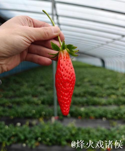 探索荔枝香蕉草莓视频的美味世界 探索荔枝香蕉草莓视频的美味世界