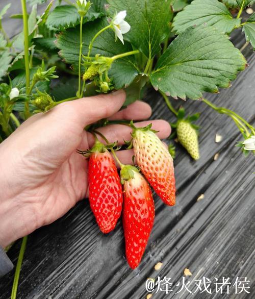 探索荔枝香蕉草莓视频的美味世界 探索荔枝香蕉草莓视频的美味世界